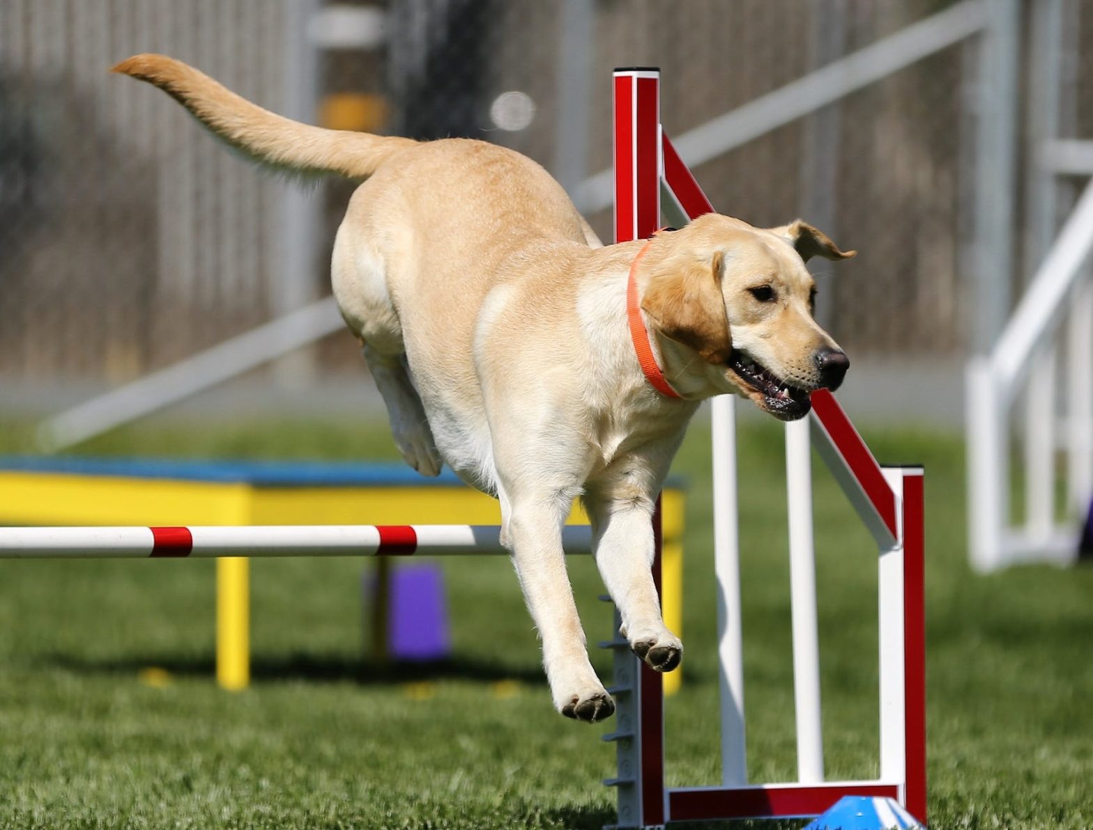 Tips For Choosing The Best Dog Training Services