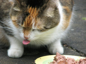 cat eating its food