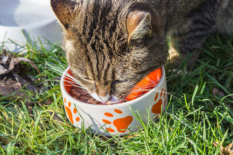 Important Considerations When Buying Cat Foods