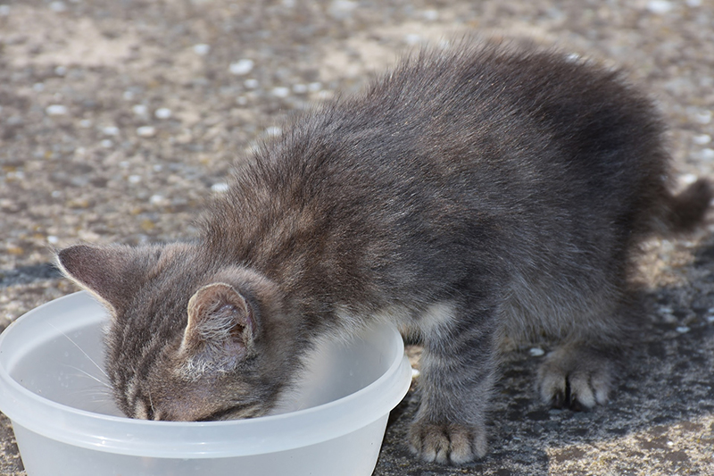 cat