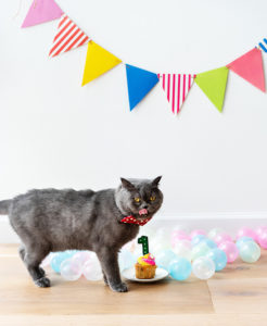 cat's birthday