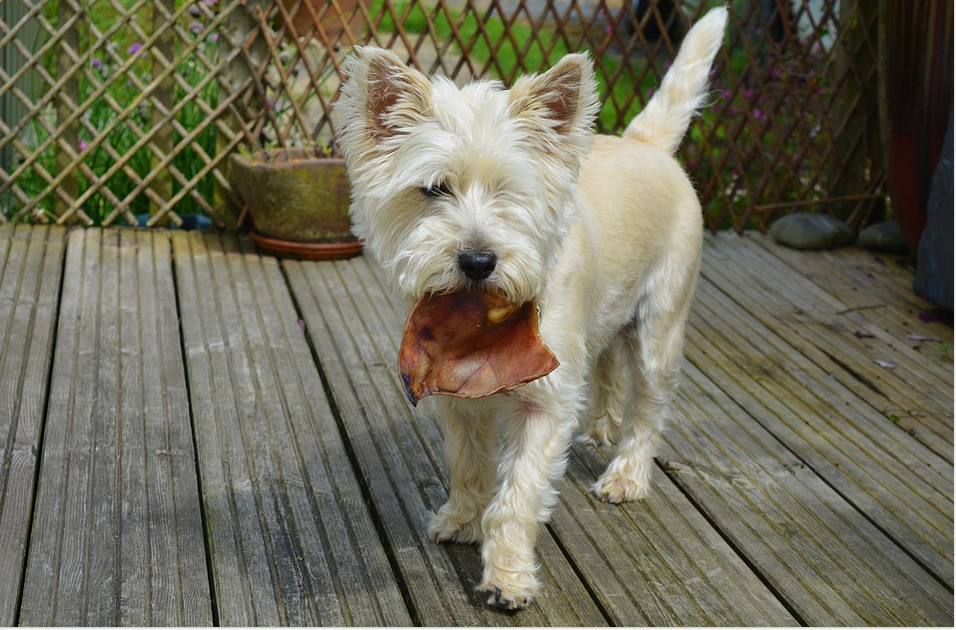 Top Tips on Feeding Your Dog