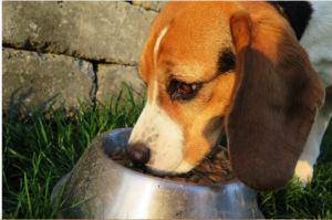 feed each dog alone