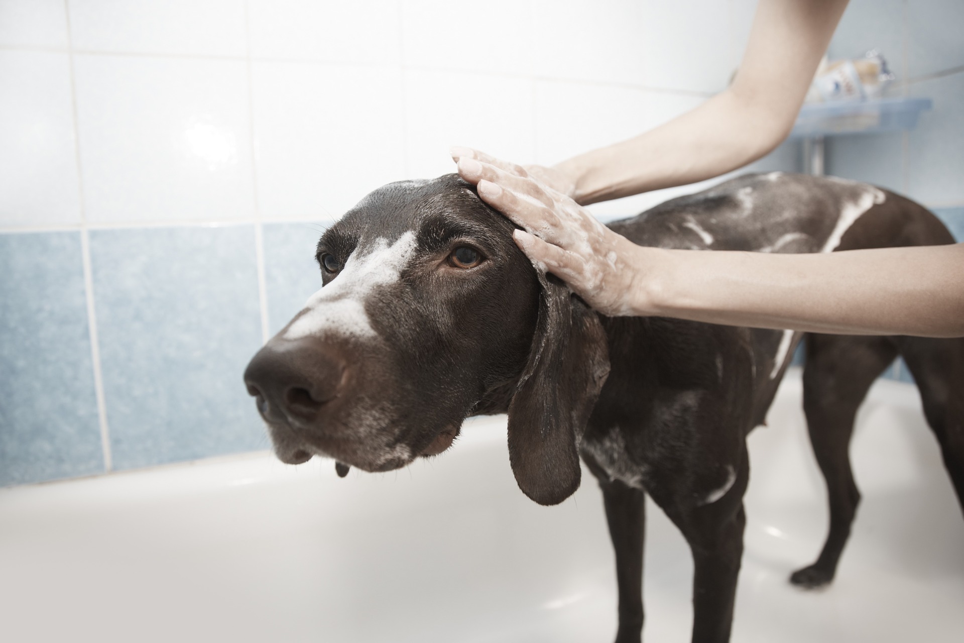 pet cleaning