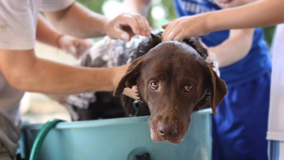 Guide to Buying Pet Shampoo