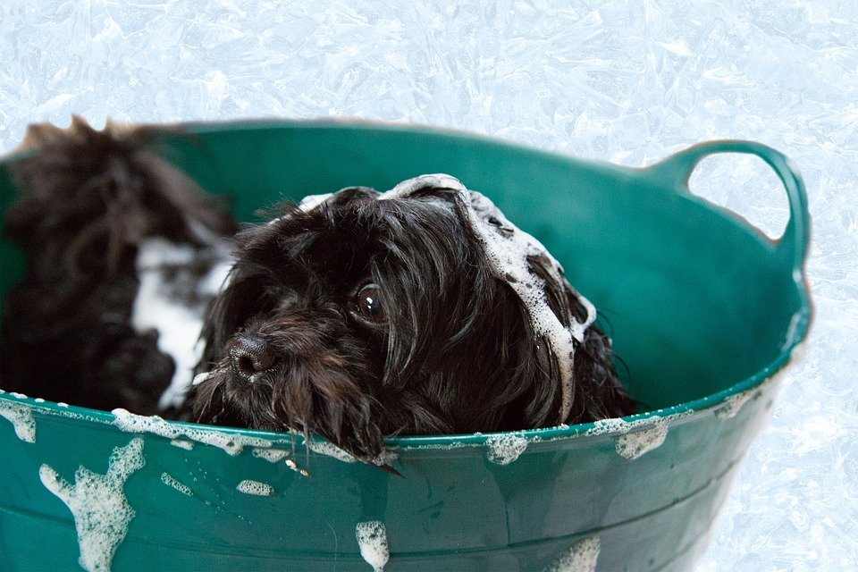 small dog cleaning