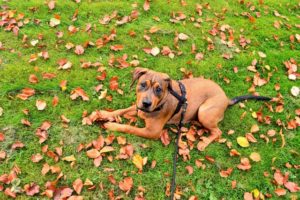brown dog