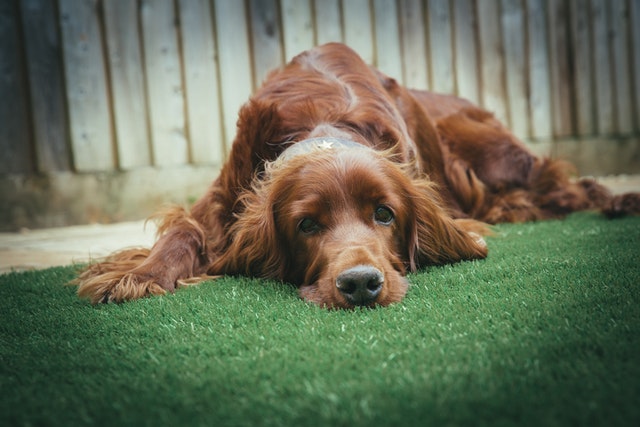 dog
