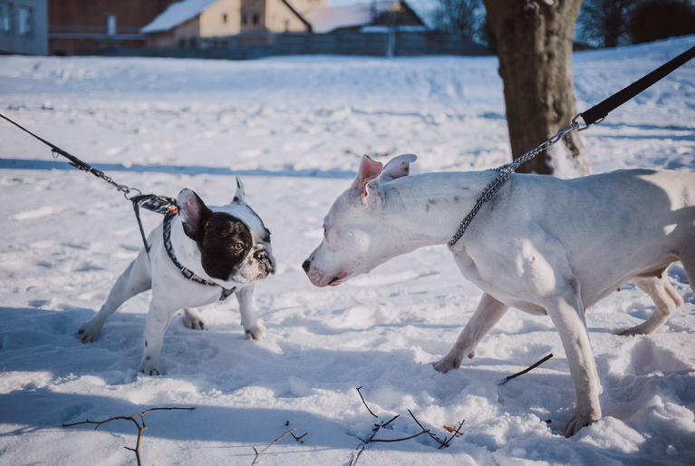 dogs