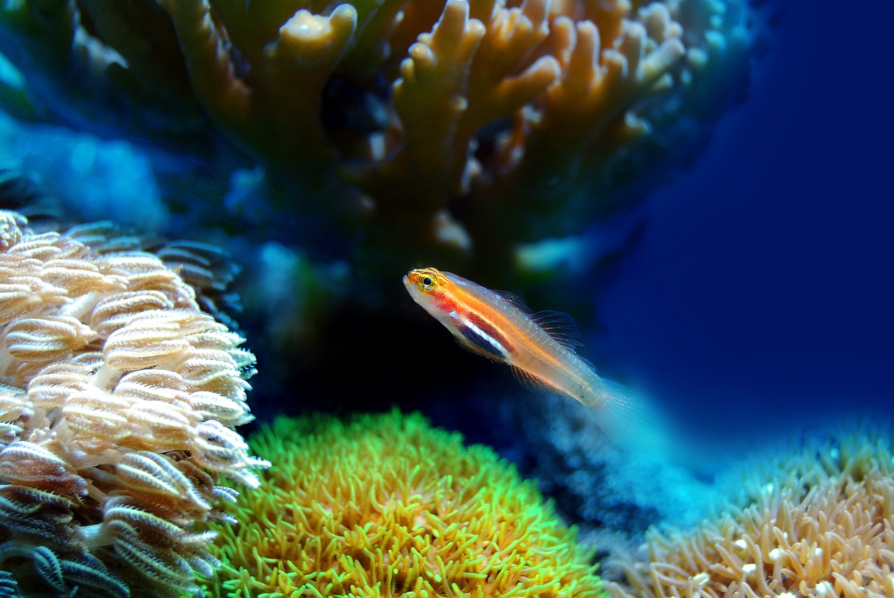 fish