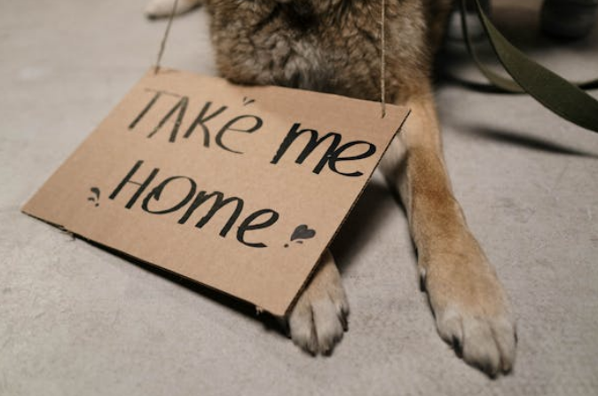 adoption